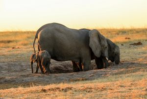 Elephant Hwange Nehimba seeps Imvelo