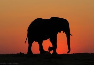 elephant sunset silhouette nehimba hwange