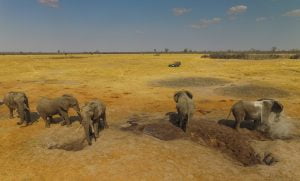 Elephants at the Nehimba seeps near Nehimba Lodge