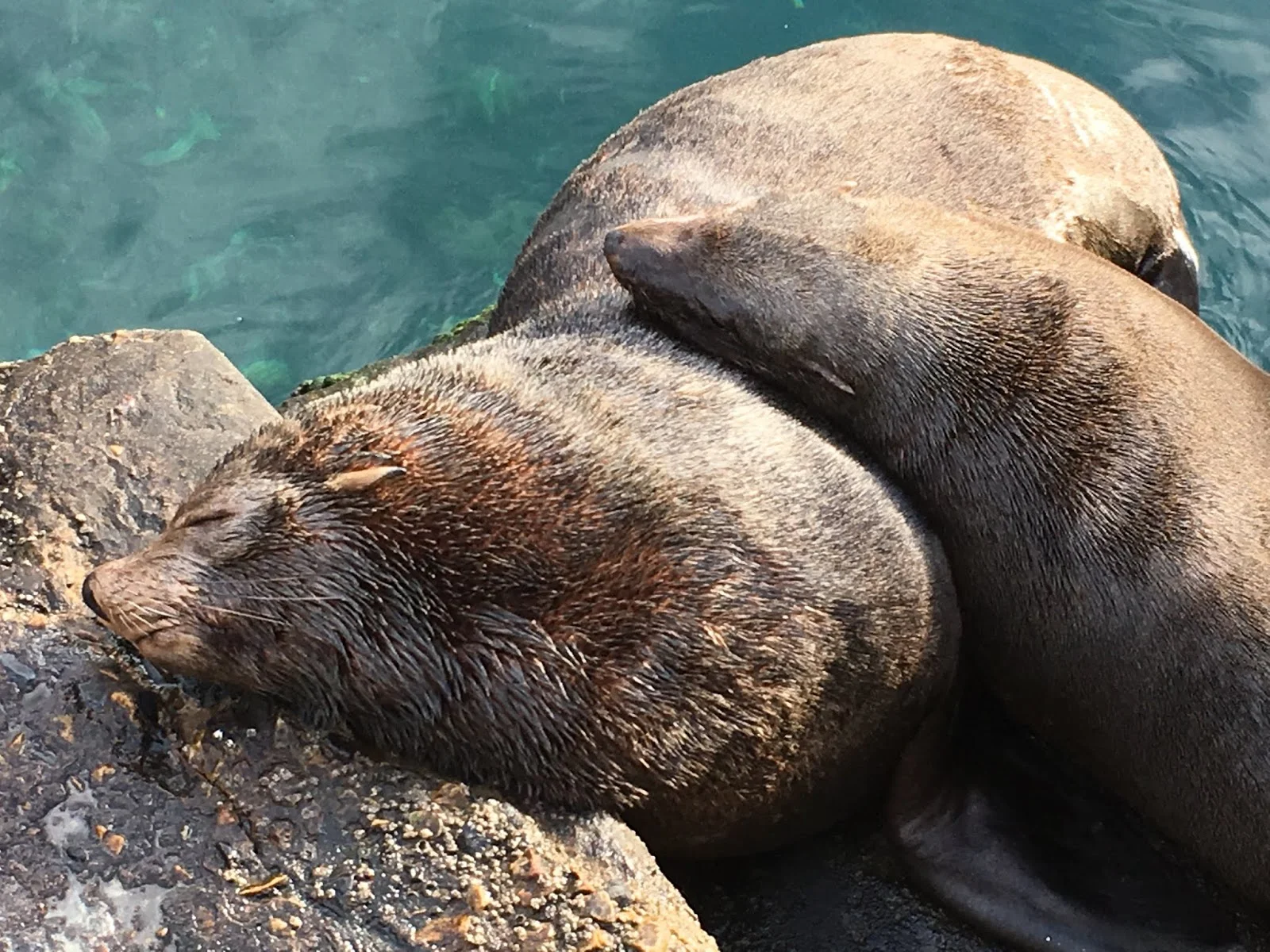 Sea lions in Kalk Bay South Africa