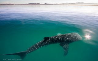 Whale Shark Todos Santos Eco Adventures by Colin Ruggiero