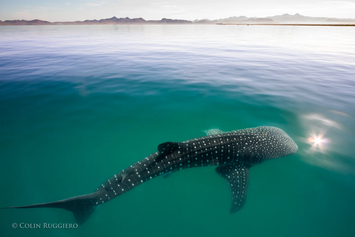 Whale Shark Todos Santos Eco Adventures by Colin Ruggiero