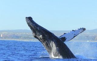 Travel Agent Magazine Humpbacks Baja