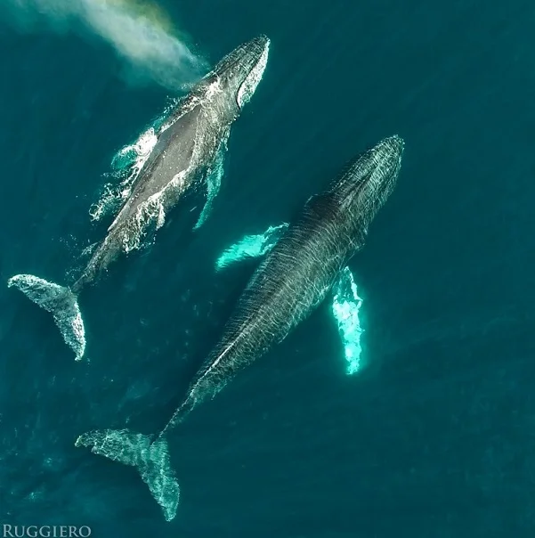 Baja Whales Sea of Cortez Todos Santos Eco Adventures