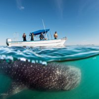 Whale watching Todos Santos Eco Adventures