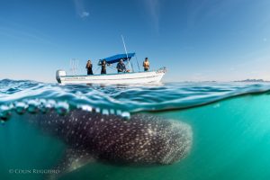 Whale watching Todos Santos Eco Adventures