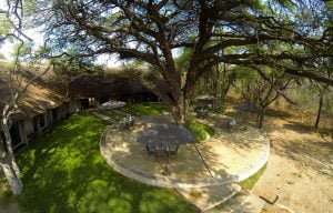 Camelthorn Lodge's namesake ancient camelthorn tree