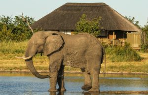 Elephant drinking at Nehimba Lodge Hwange