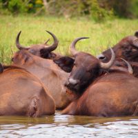 Classic Africa Safaris Cape buffalo Kazinga Channel Uganda Gretchen Healey