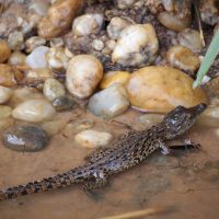 Classic Africa Safaris baby croc Uganda Gretchen Healey