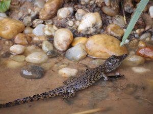 Classic Africa Safaris baby croc Uganda Gretchen Healey