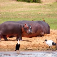 Classic Africa Safaris baby hippo Kazinga Channel Uganda Gretchen Healey