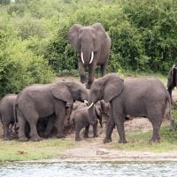 Classic Africa Safaris elephant family Kazinga Channel Gretchen Healey