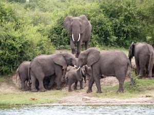 Classic Africa Safaris elephant family Kazinga Channel Gretchen Healey