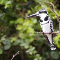 Classic Africa Safaris pied kingfisher Kazinga Channel Gretchen Healey