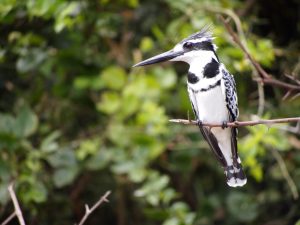 Classic Africa Safaris pied kingfisher Kazinga Channel Gretchen Healey