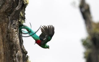 Costa Rica Sun Tours_Quetzal by Marco Fallas