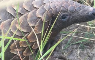 Imvelo Safari Lodges pangolin sighting