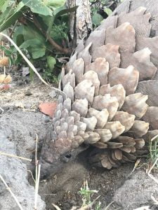 Pangolin sighting in Hwange National Park with Imvelo Safari Lodges