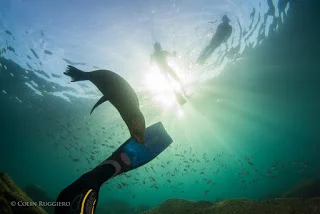 Curious Baja sea lion Credit Colin Ruggiero