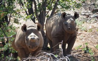 Black rhino trekking with Ultimate Safaris 2018 FAM by G Healey