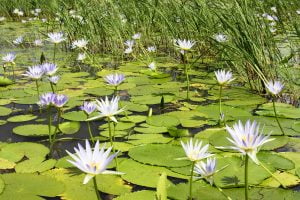 Pans in bloom during the green season with Imvelo Safari Lodges