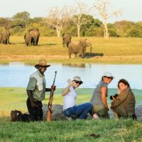 Game viewing during the green season with Imvelo Safari Lodges