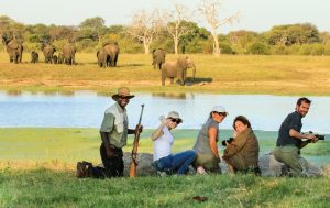 Game viewing during the green season with Imvelo Safari Lodges