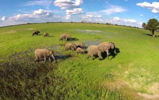 Elephants on Ngamo Plain in the green season with Imvelo Safari Lodges