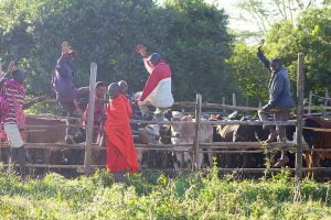 Tending the Mara cattle at House in the Wild Albatros East Africa