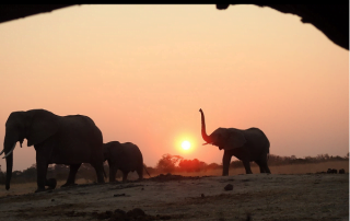 The opportunities for photographing elephants at Jozibanini Camp are very rewarding