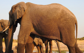 A juvenile elephant shelters under mom at Jozibanini's waterhole