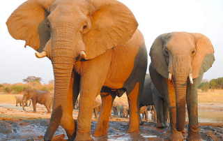 Elephants at the Jozibanini waterhole