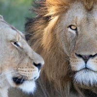 Lions in Lalibela Game Reserve