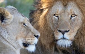 Lions in Lalibela Game Reserve