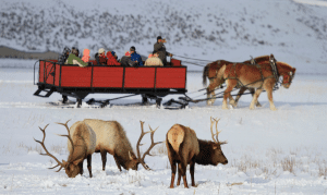 Winter-jackson-elk-refuge-gather-away-featured-image