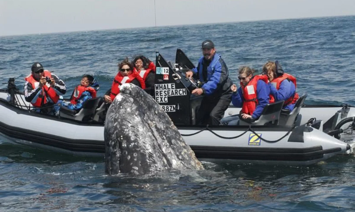 whale-watching-depoe-bay-oregon-first-nature-featured-image