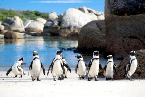 South-Africa-penguins-New-Frontiers-600x400