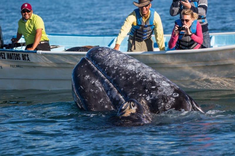 The Gray Whales of Baja California Sur – Kusini Collection