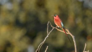 Classic Zambia - Lower Zambezi - Kutali - Canoe - Carmine