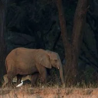 Classic Zambia - Lower Zambezi - Kutali - Canoe - Elephant