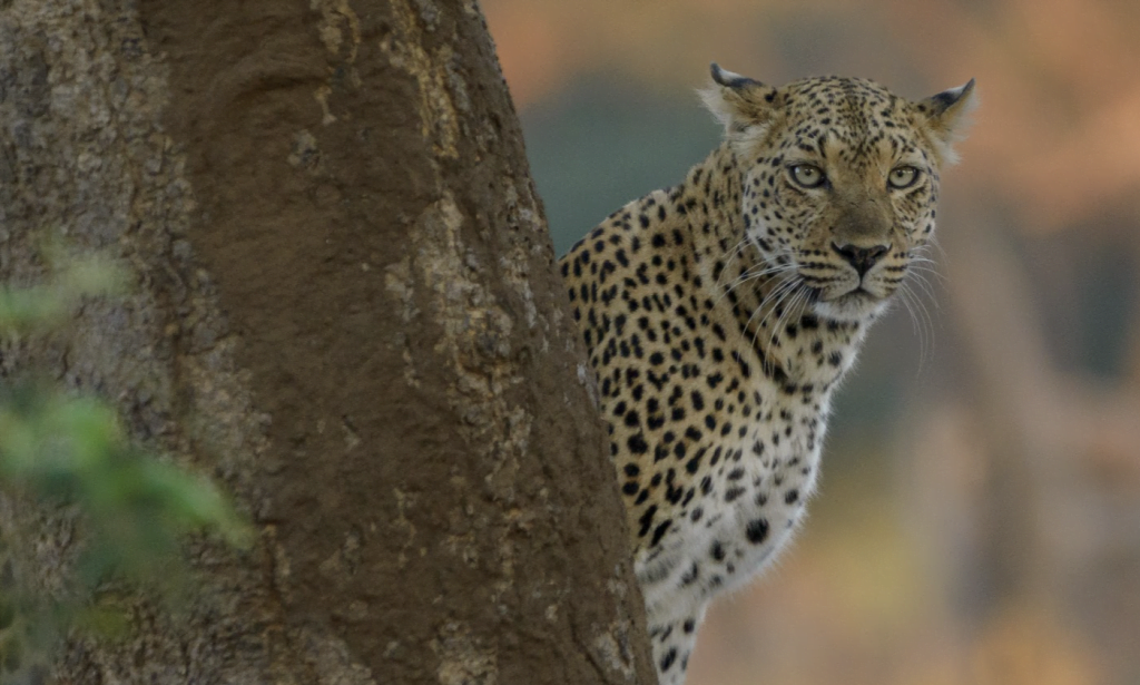 Classic Zambia - Lower Zambezi - Fam - Trip Report - Leopard