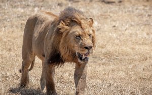 Classic Zambia - Kafue - NBC - lions