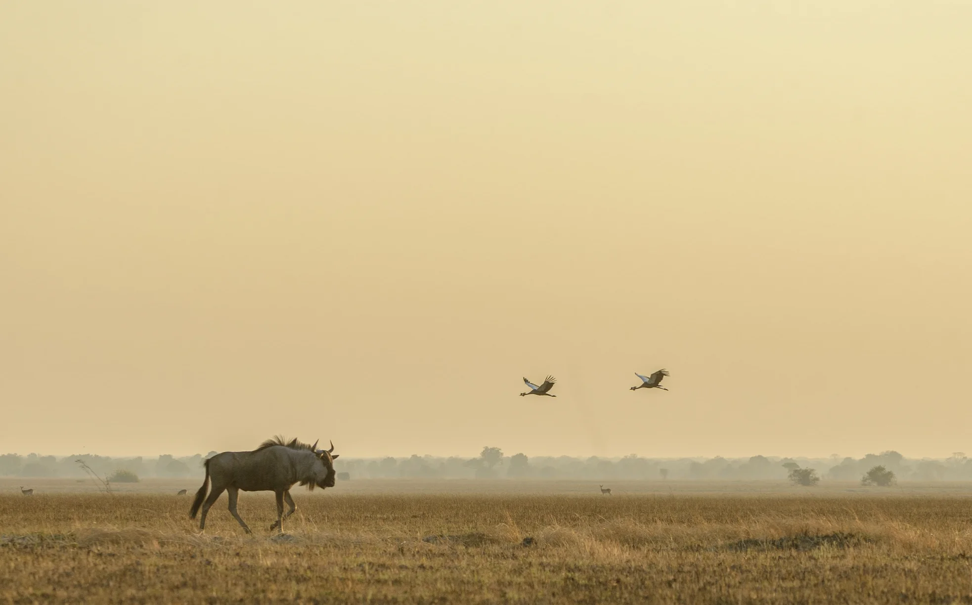 Classic Zambia Trip Report – Part 2: The Kafue – Kusini Collection